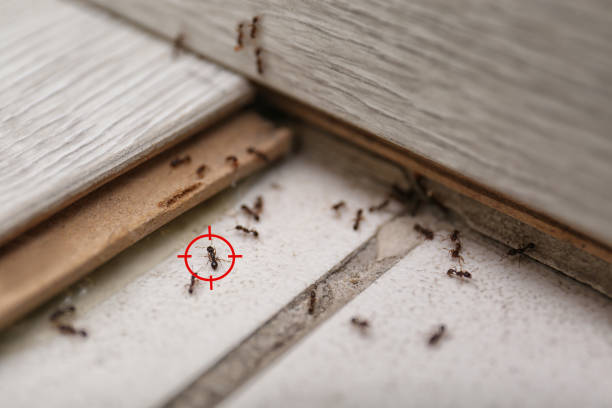 Best Termite Control Services  in New Buffalo, MI