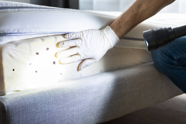 Best Residential Pest Control  in New Buffalo, MI