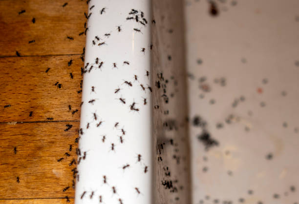 Best Wasp Removal Services  in New Buffalo, MI