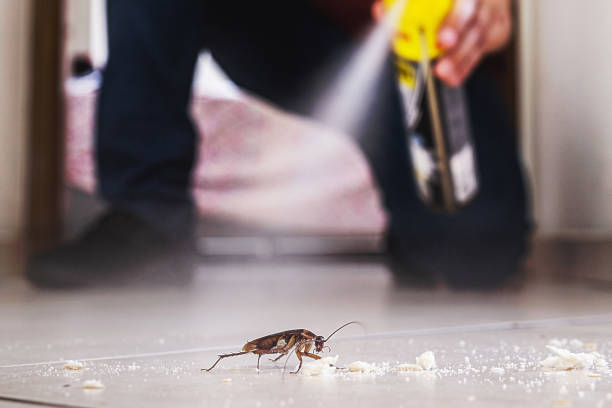 Reliable New Buffalo, MI Pest Control Solutions