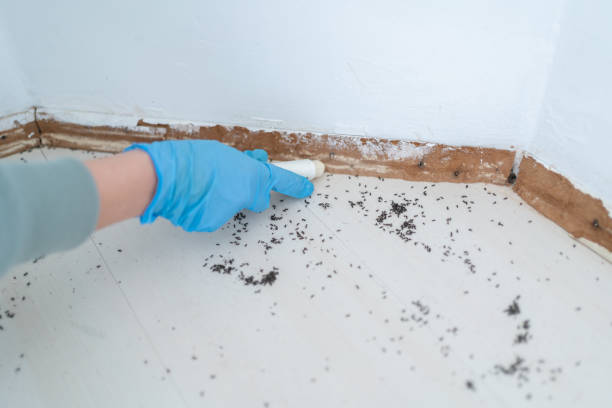 Best Termite Control Services  in New Buffalo, MI